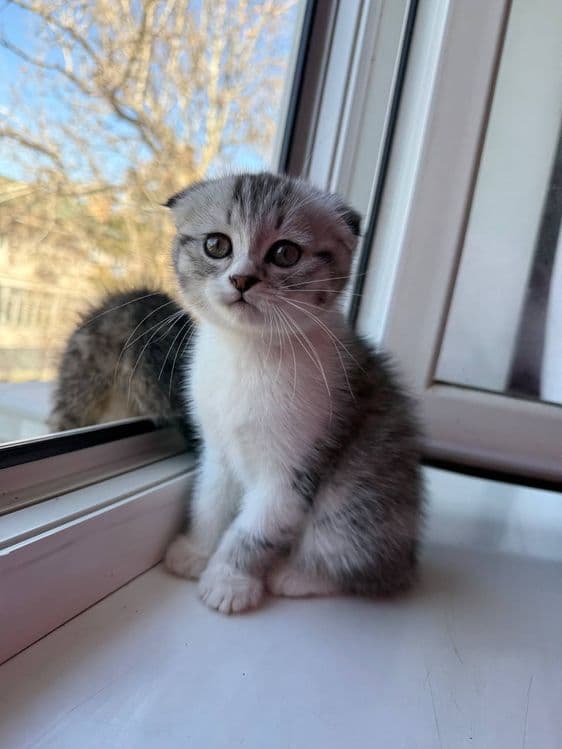 Котенок Фолд девочка 2месячный скидка будет — 1