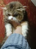 Чудесная кошечка Скоттиш Фолд хайленд биколор