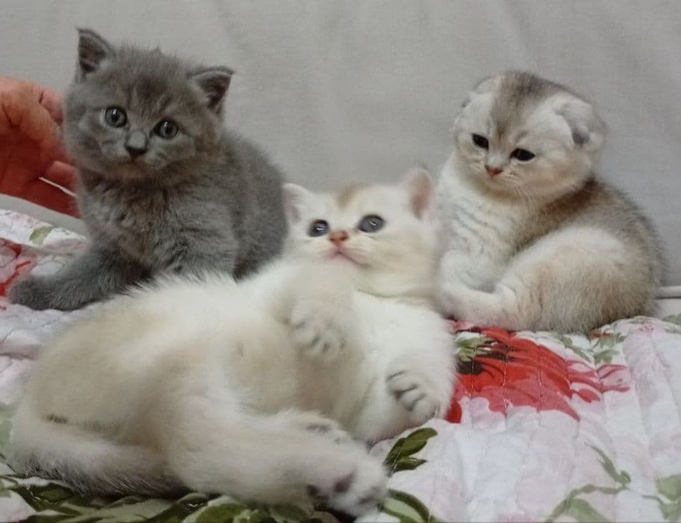 Котята шиншилла вислоухие кошки шотландские — 1