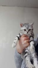 Котята Скоттиш Страйт