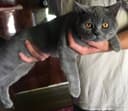 британской кошка. 100$