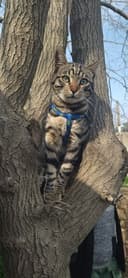 Продаётся Бенгальский котёнок подросток