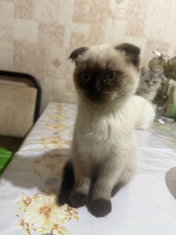 Продается котята — 1