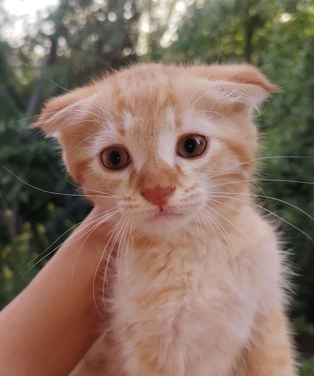 Вислоухий мальчик — 1