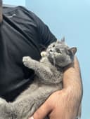 Котяты чистокровные