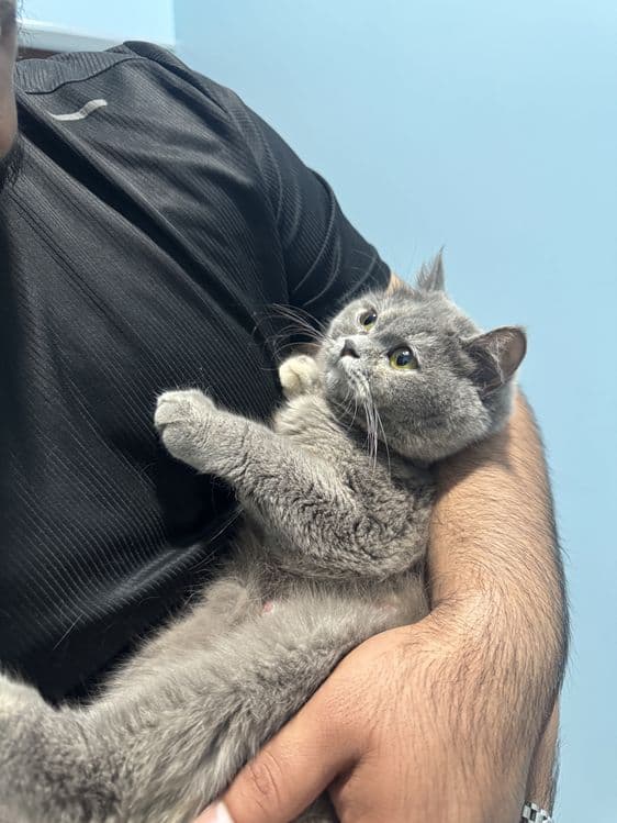 Котяты чистокровные — 1
