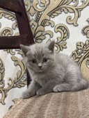 Кошка Скоттиш Страйт