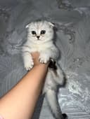 Продаётся Котенок