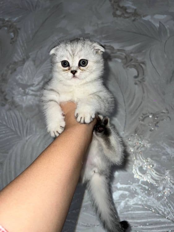 Продаётся Котенок — 1