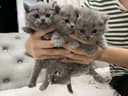 Скоттиш фолд scottish fold шотландцы котята мушук британка