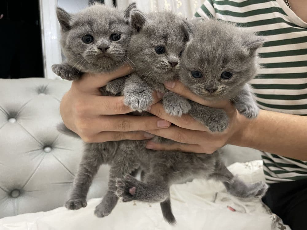 Скоттиш фолд scottish fold шотландцы котята мушук британка — 1