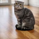 Продаётся кошка.