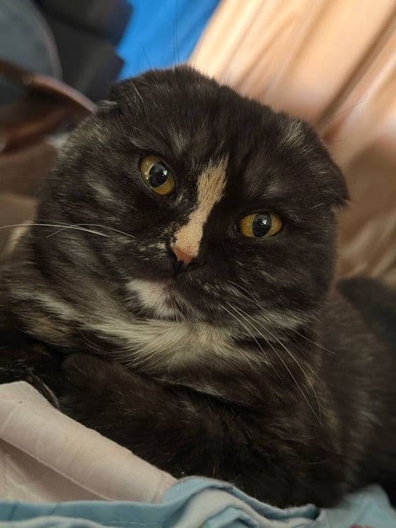 Scottish fold. 10 месяцев, девочка домашняя — 1