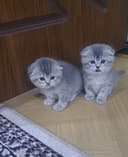 Вислоухие шикарные котята отличного качества