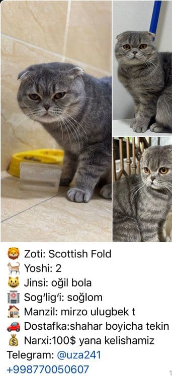 scottish fold — 1