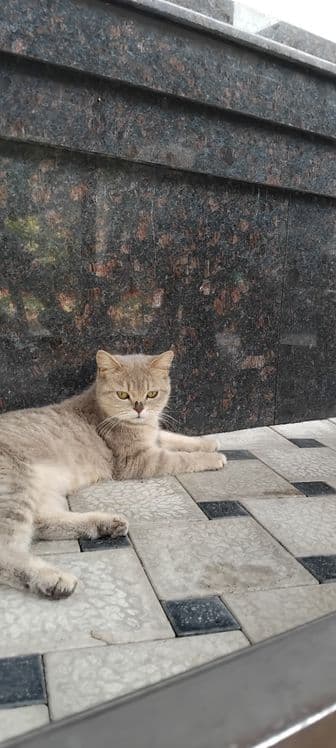 Scottish fold shinshilla — 1