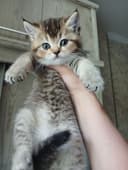 продаю котёнка девачку