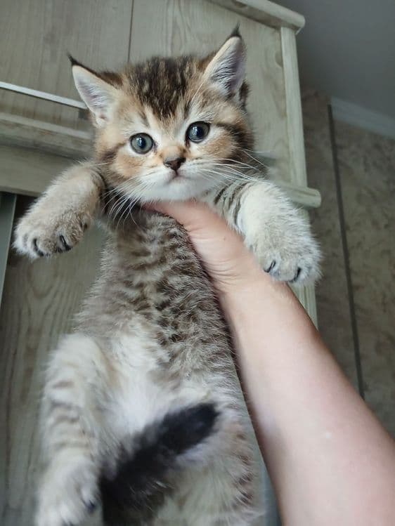продаю котёнка девачку — 1