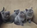 Котята скоттиш фолд страйт кошки шотландские вислоухие