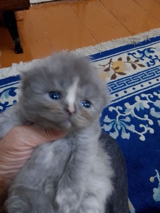 Продам котят породы манчкин — 1