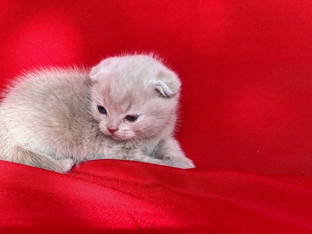 Котенок Фолд — 1