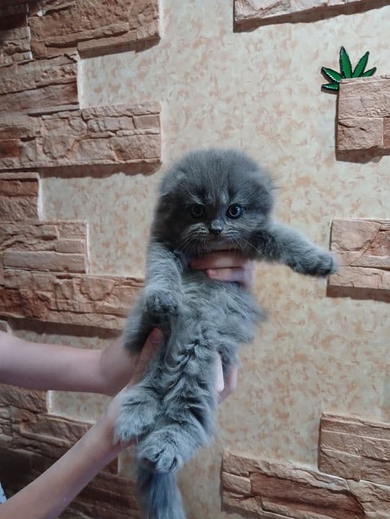Продаются котята вислоухии — 1