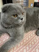 Scottish fold Sotiladi