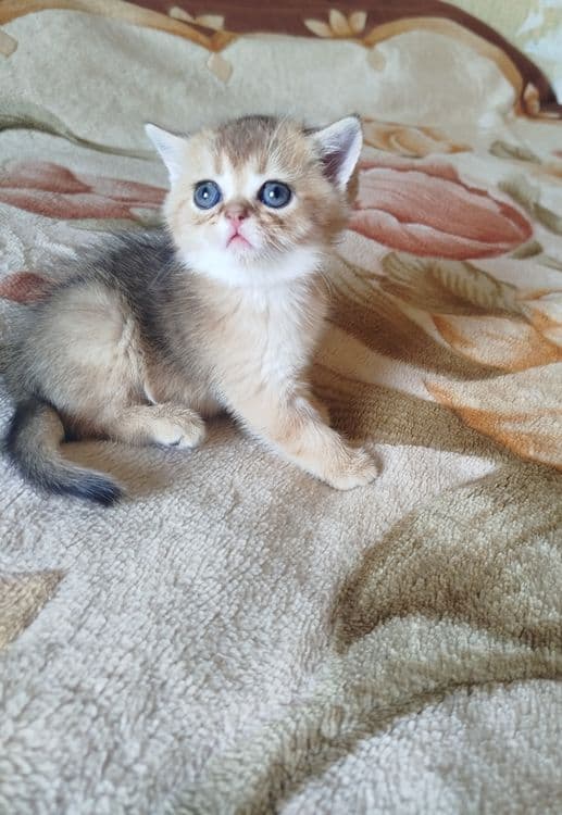 Мальчик скотиш страйт 13.0426г. — 1