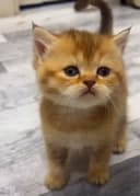 Scottish straight Scottish fold Chinchilla (Shinshilla) mushula sotila