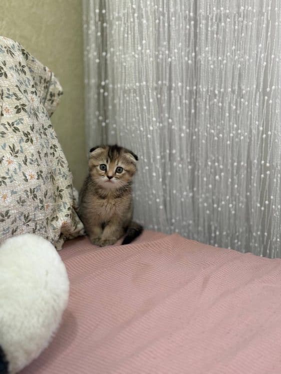 Золотис Британский Шиншиллла — 1