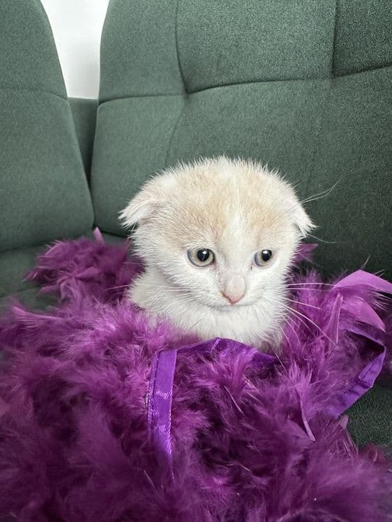 Продаётся котята скотиш фолд — 1