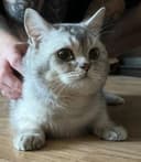 Кощка(мушук)шиншила