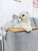 Продается котенок Шотландский скотишь фолд серебро. 3,5 месяца.