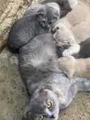 Mushuk scottish fold