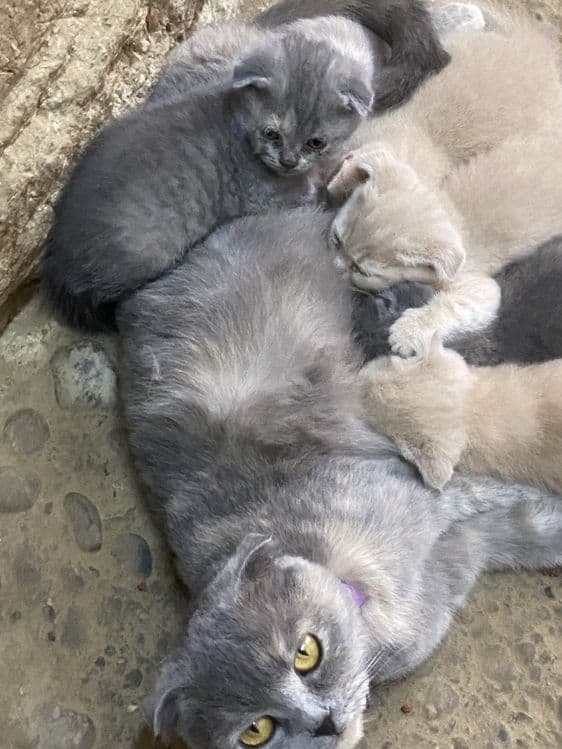 Mushuk scottish fold — 1