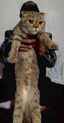 Продаются шотланские котята