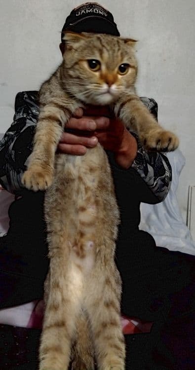 Продаются шотланские котята — 1