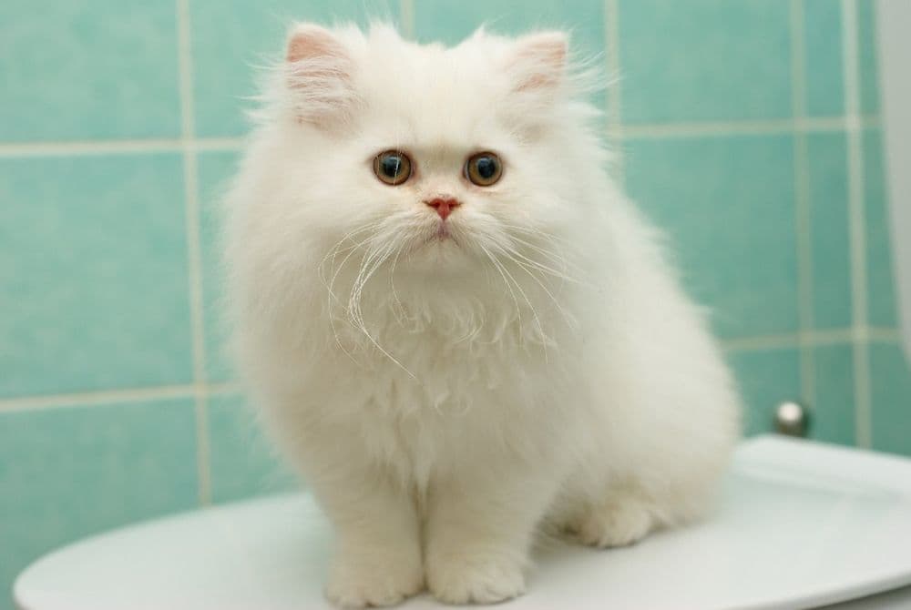 Персидские котята — 1