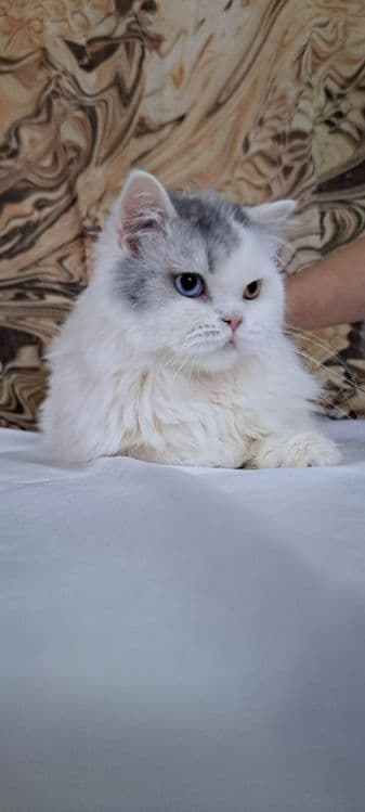 Продам шотландцев кошка и коты — 1