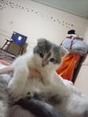 Кошка Mushuk bolasi 2 oyli