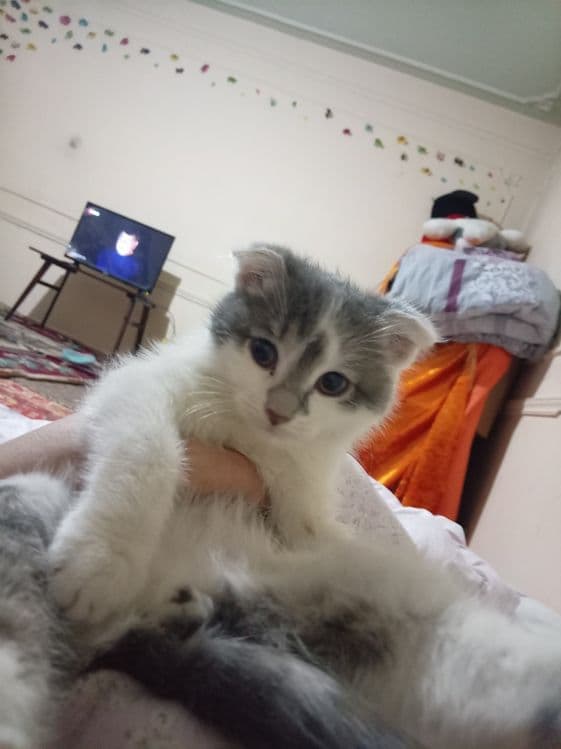 Кошка Mushuk bolasi 2 oyli — 1