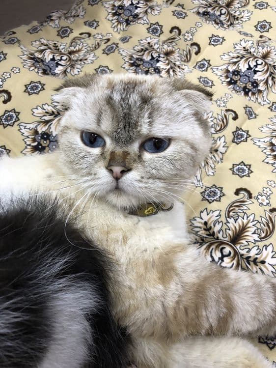Mushuk sotiladii — 1