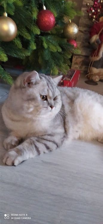 Продаю свою кошку — 1