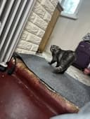 Scottish Fold mushukcha