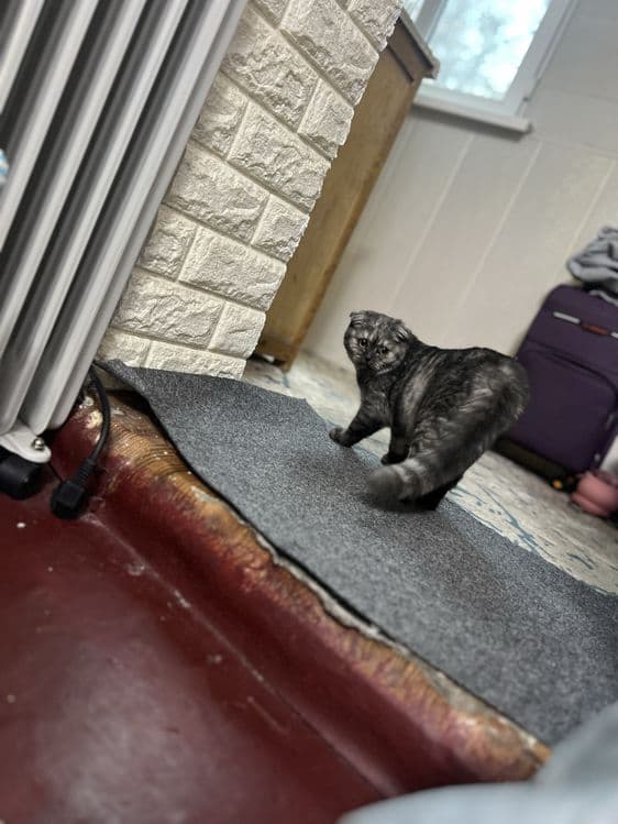 Scottish Fold mushukcha — 1