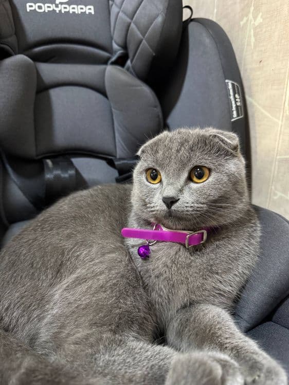 Scottish fold mushugi sotiladi — 1