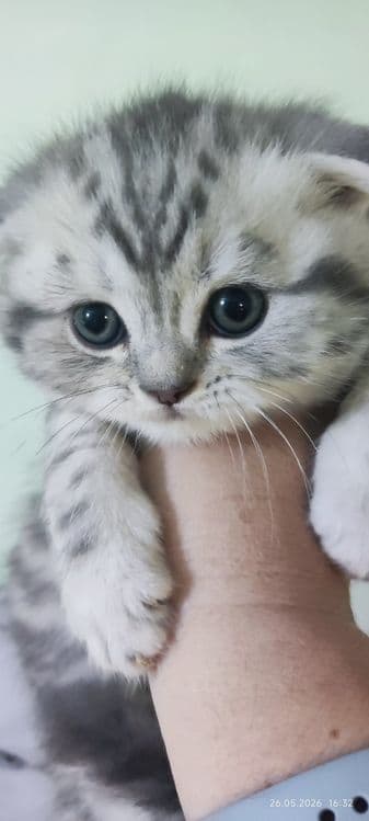 Милые котята скотиш — 1