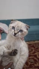 (Scottish Fold) Mushuk Sotiladi.