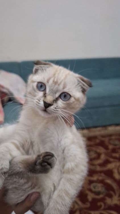 (Scottish Fold) Mushuk Sotiladi. — 1
