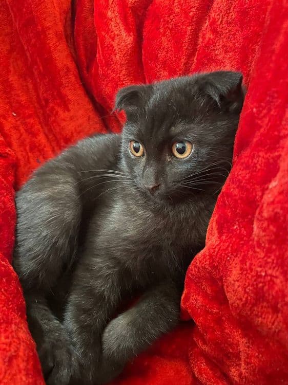 Scottish fold mushuk sotiladi — 1